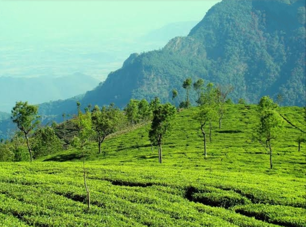 ooty taxi service - COONOOR-TEA GARDEN